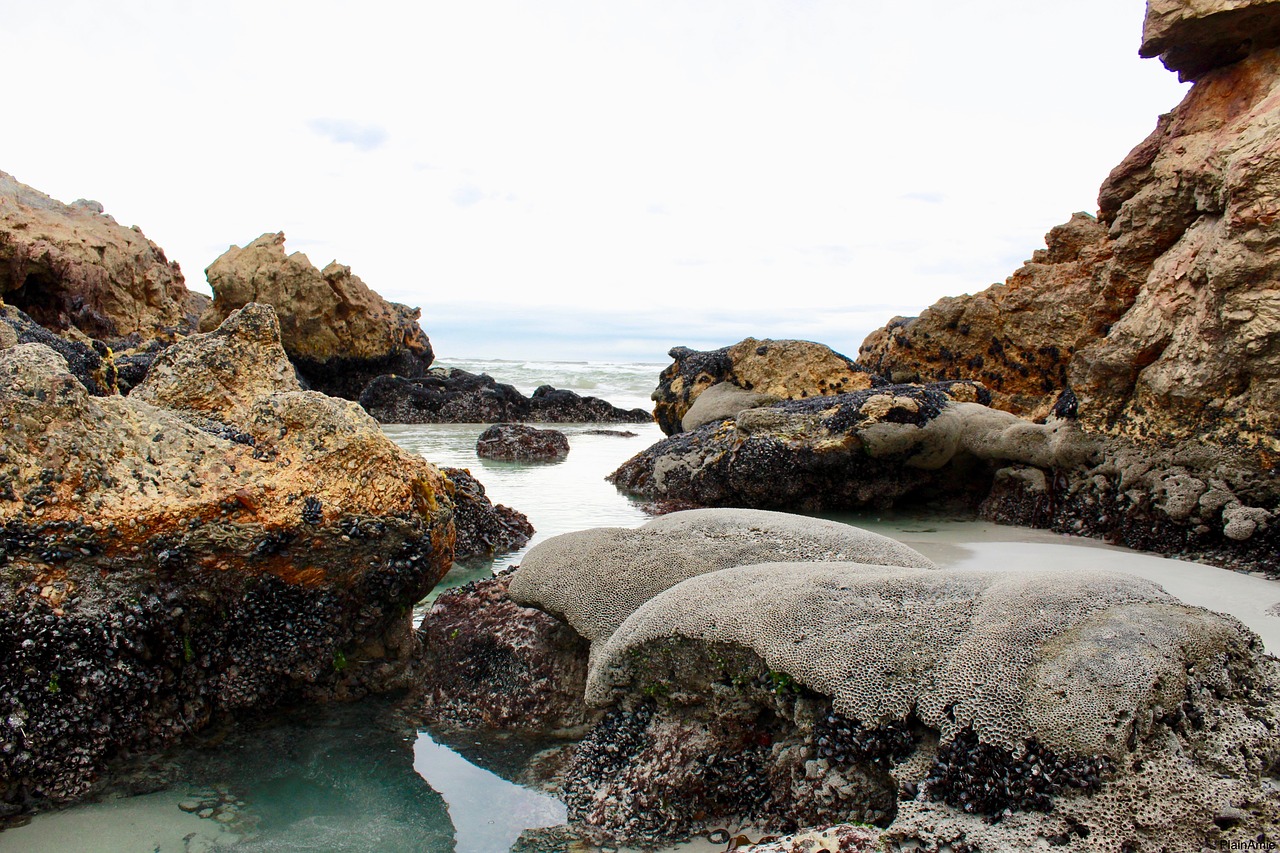 rocks  coral  ocean free photo