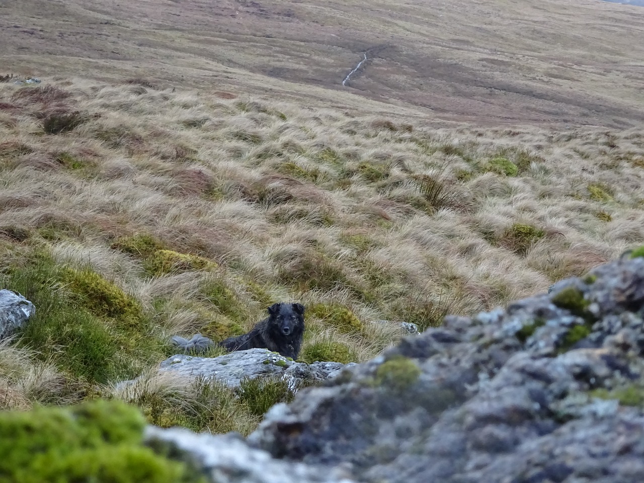 rocks  dog  countryside free photo