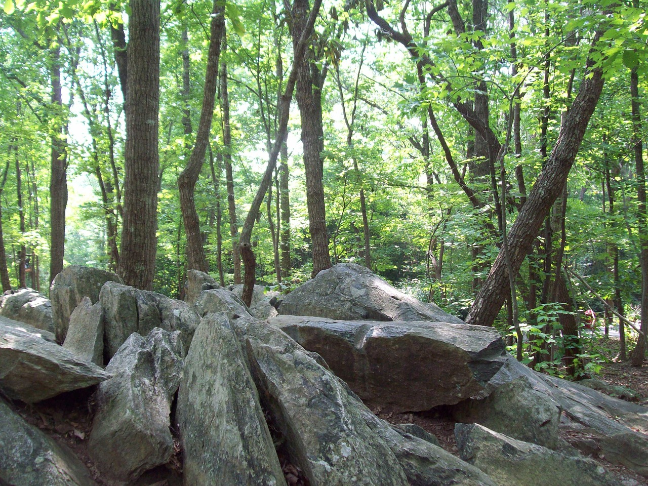 rocks forest stones free photo