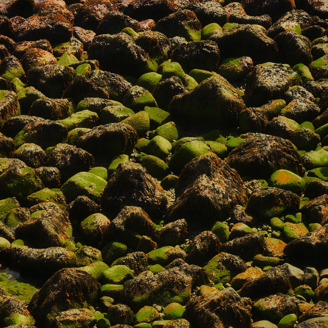 rocks beach coast free photo