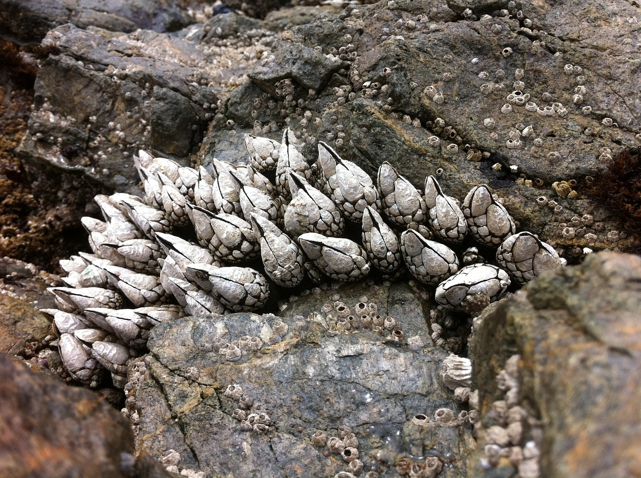 rocks beach low tide free photo