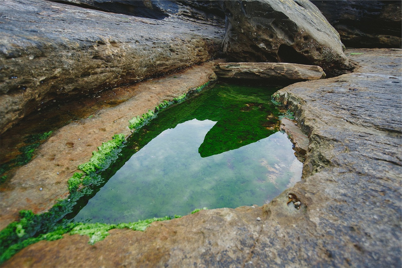 rocks water moss free photo