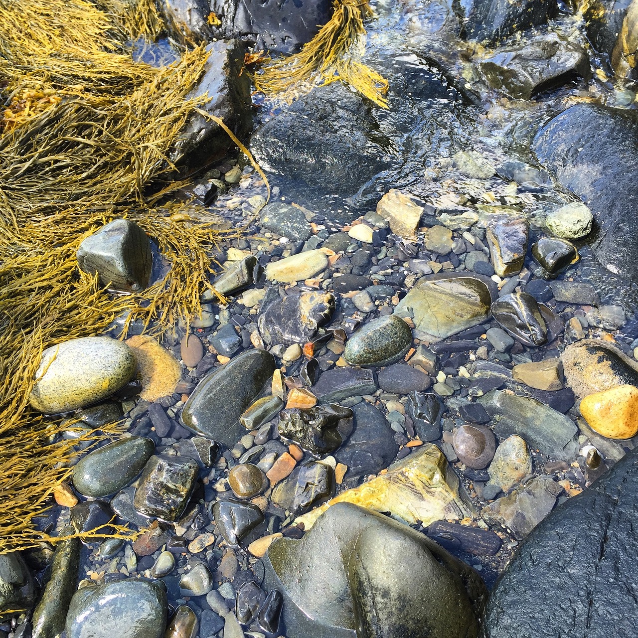rocks wet seaweed free photo