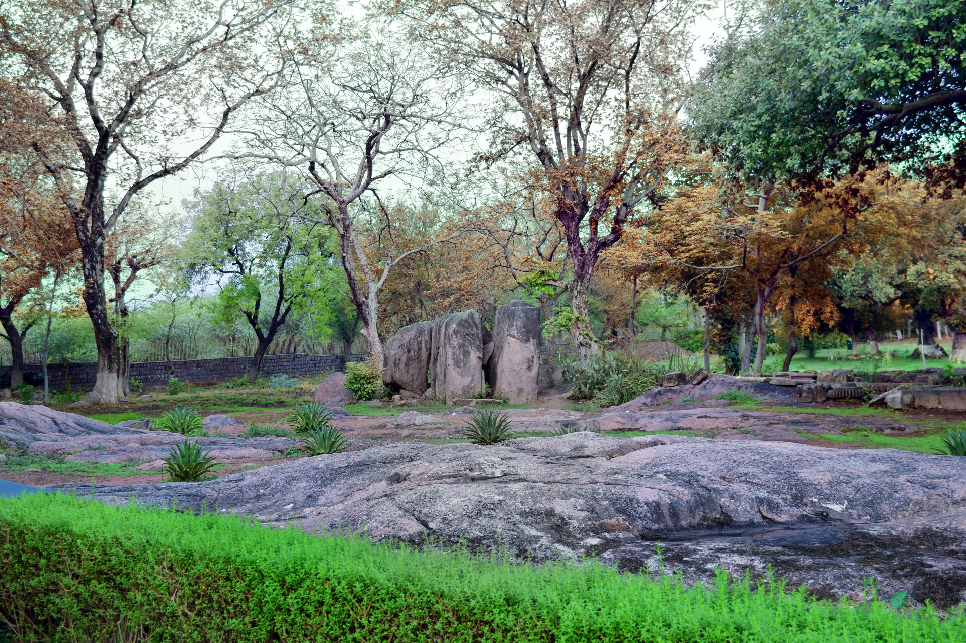 rocks forest trees free photo