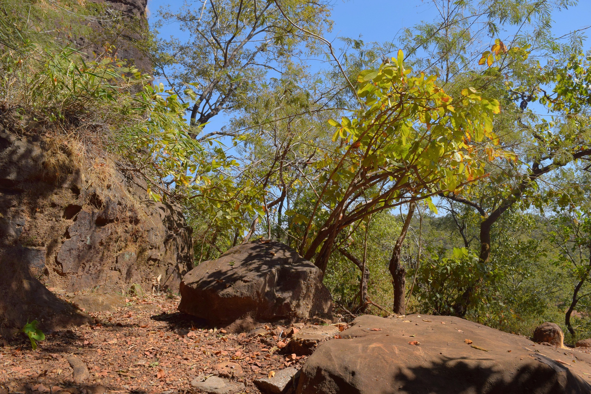 rocks forest trees free photo