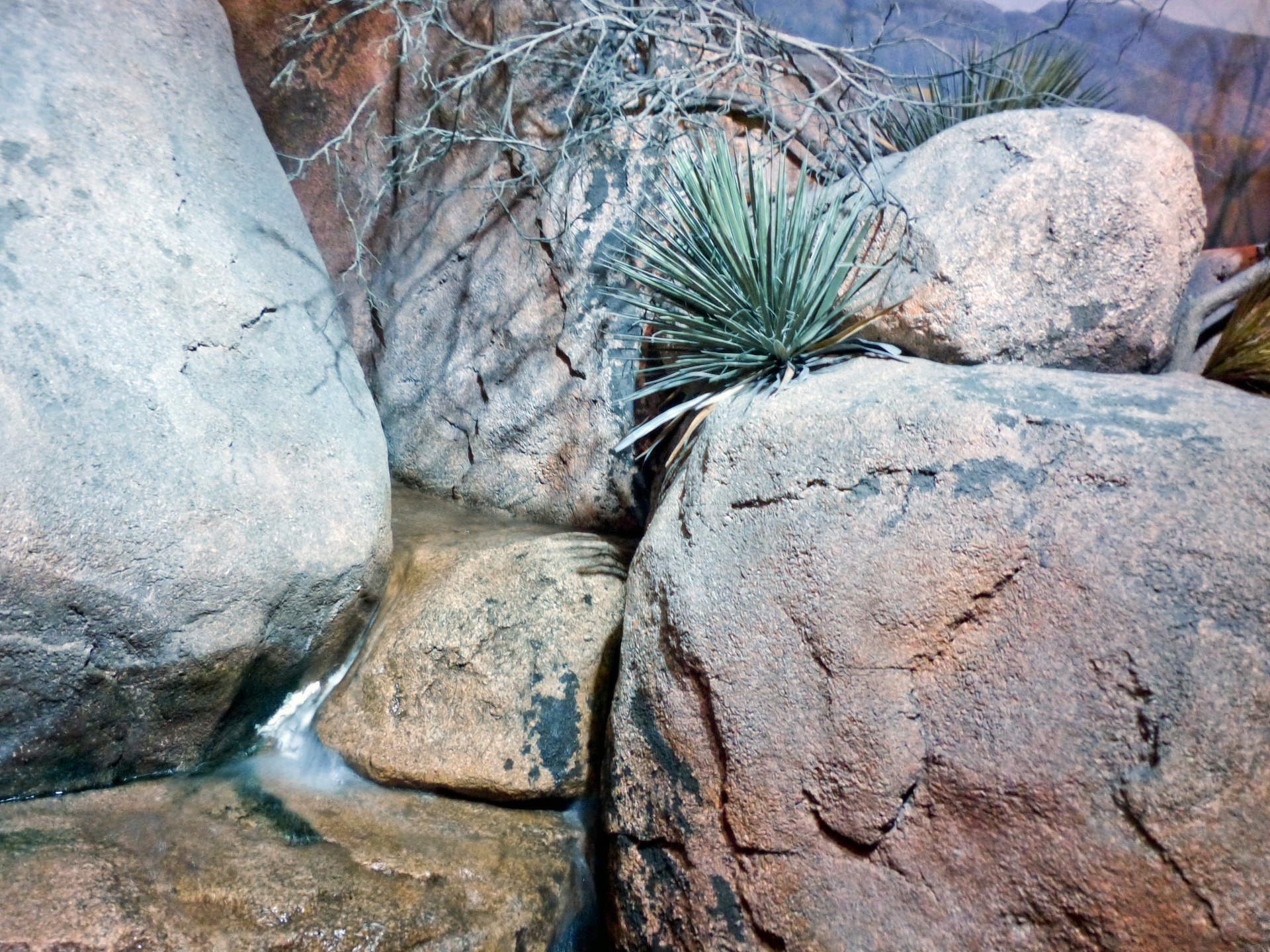 rocks desert yucca free photo