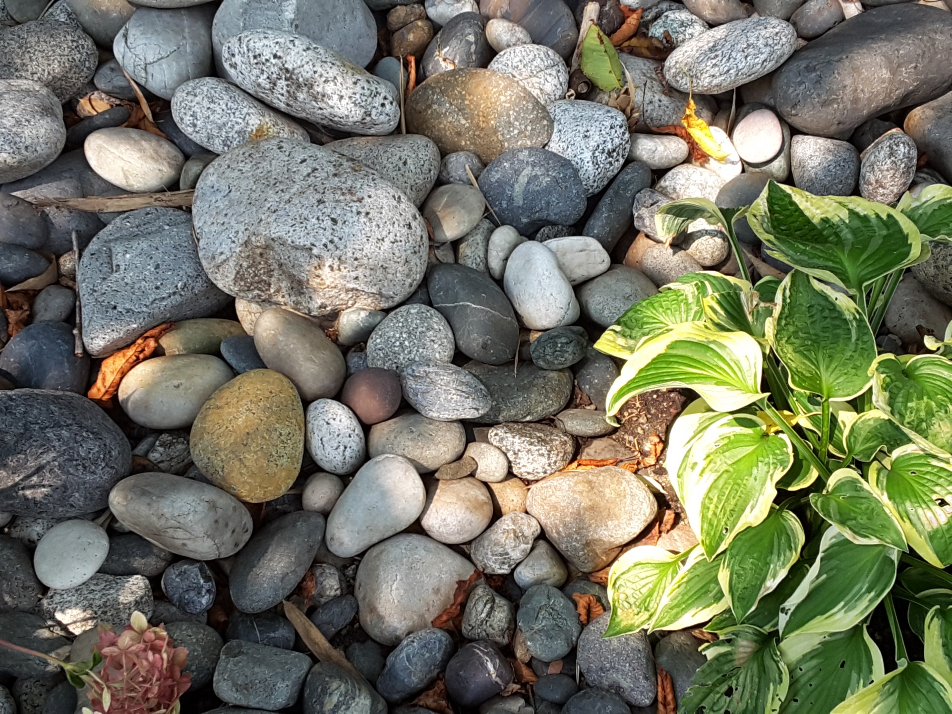 rocks stones close-up free photo