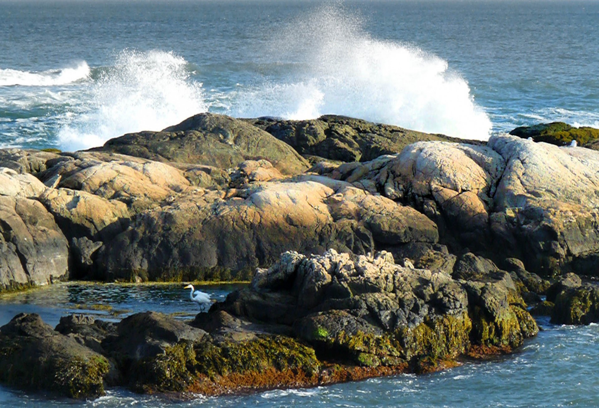 swan rocks crashing waves free photo