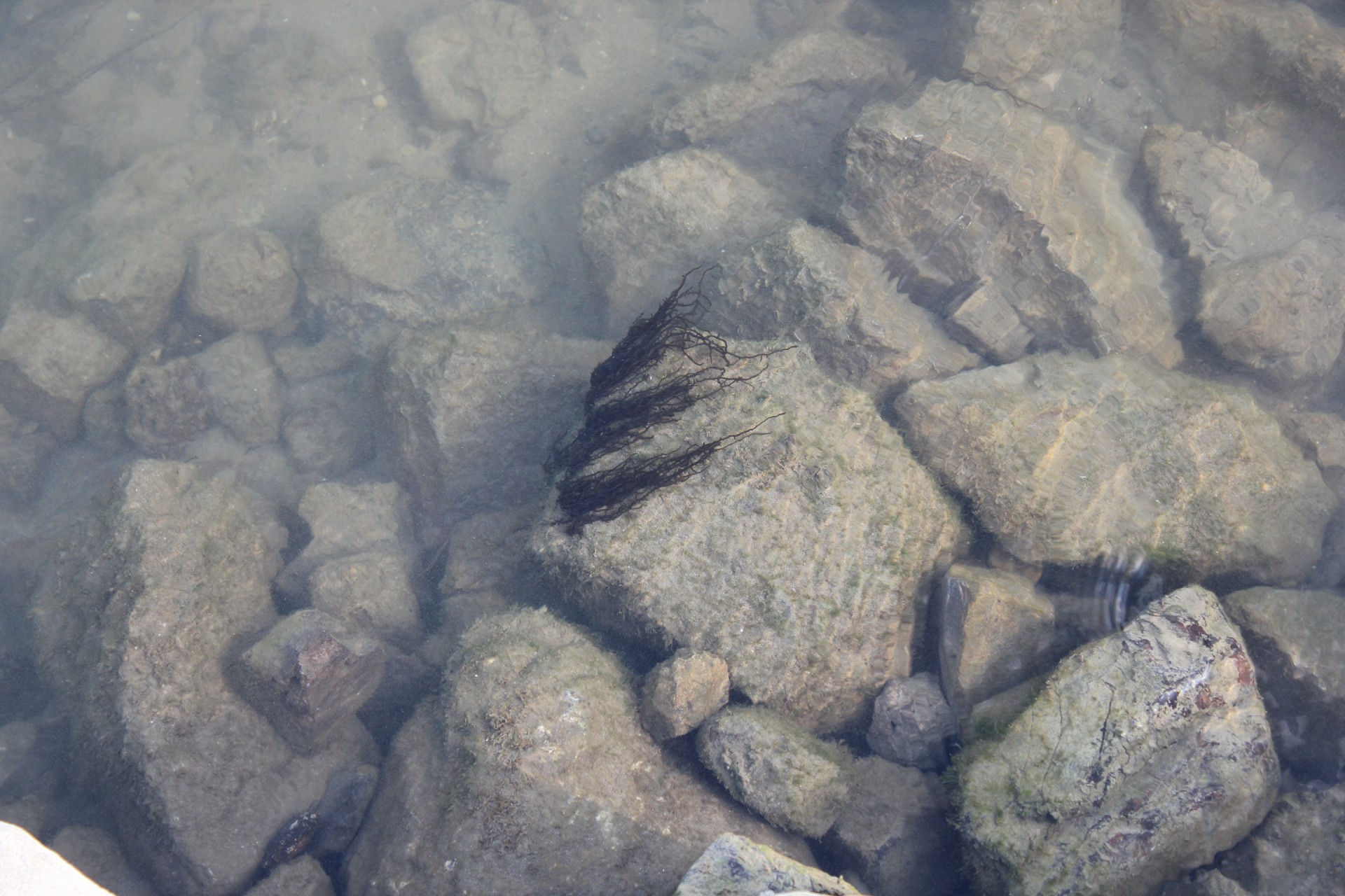 rocks under water water free photo