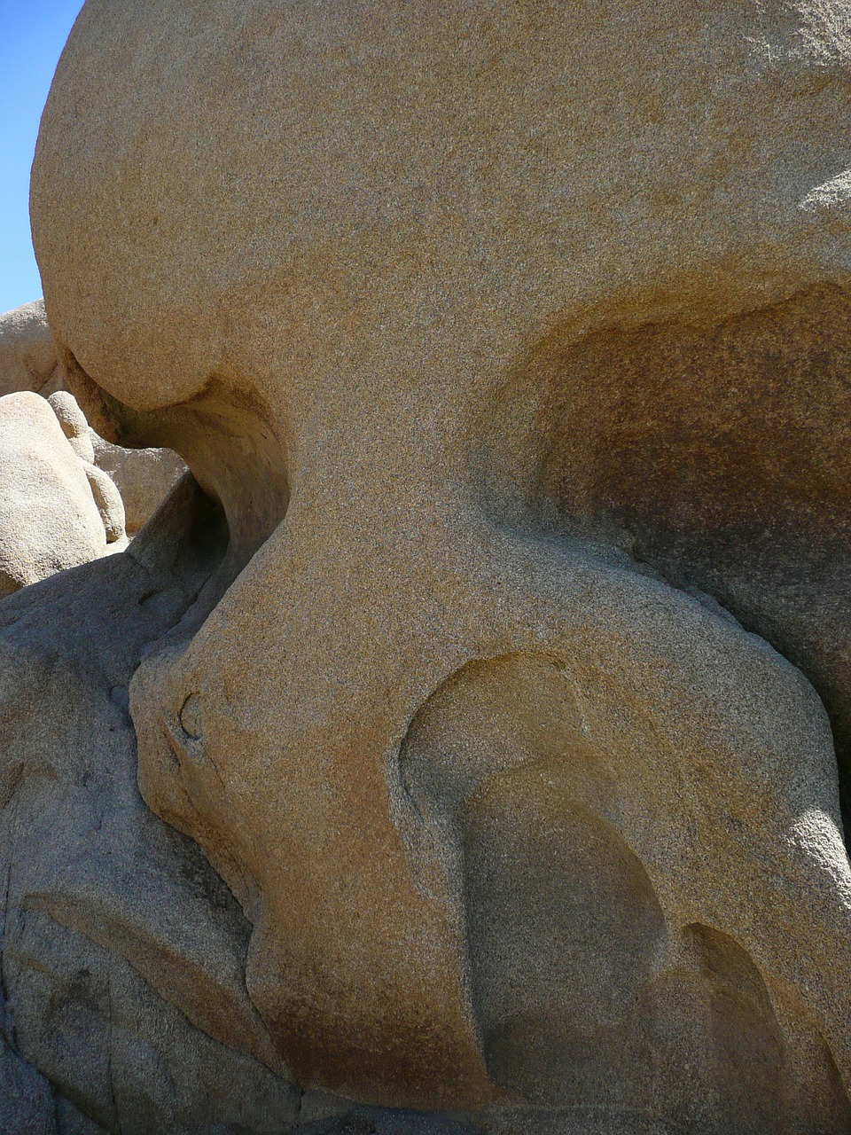 rocky skull nature free photo