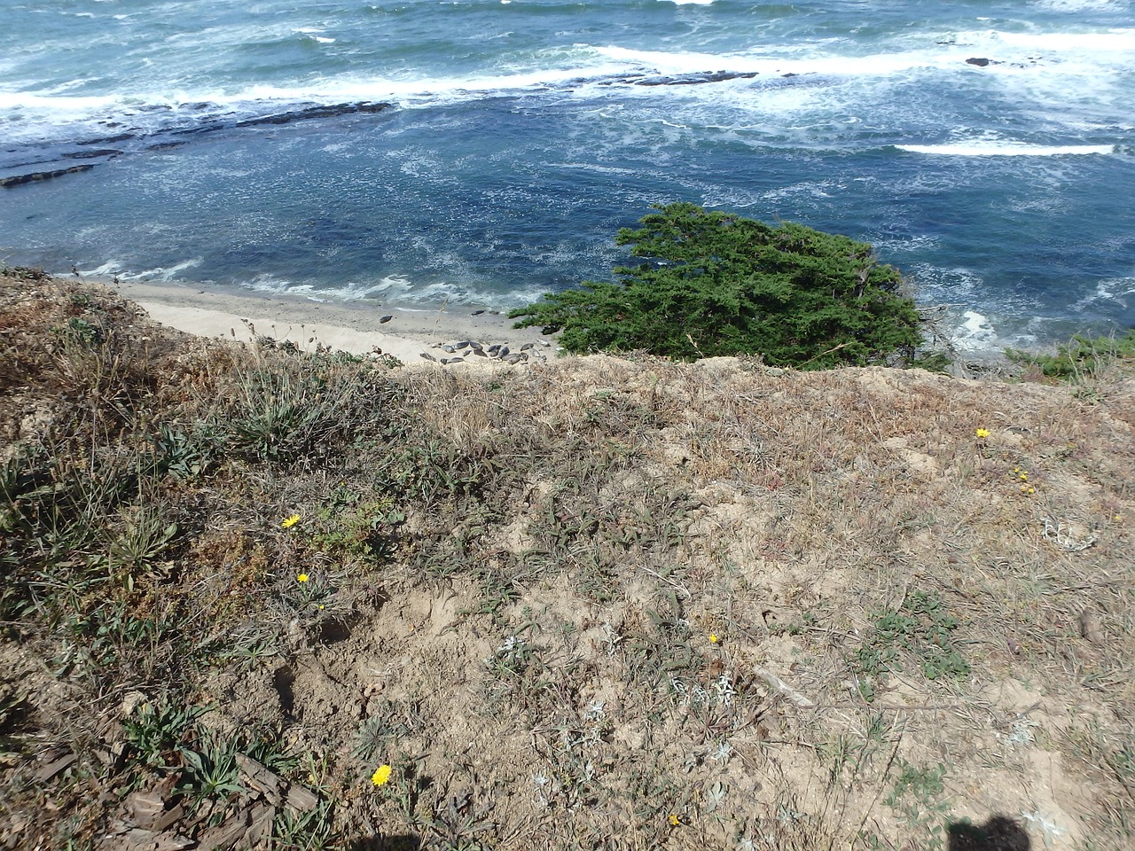 rocky california coast free photo