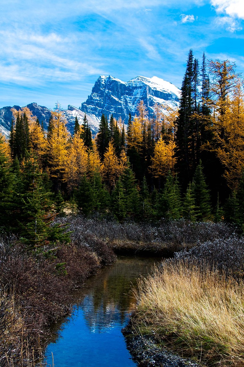 rocky mountain larch valley reflection in water free photo