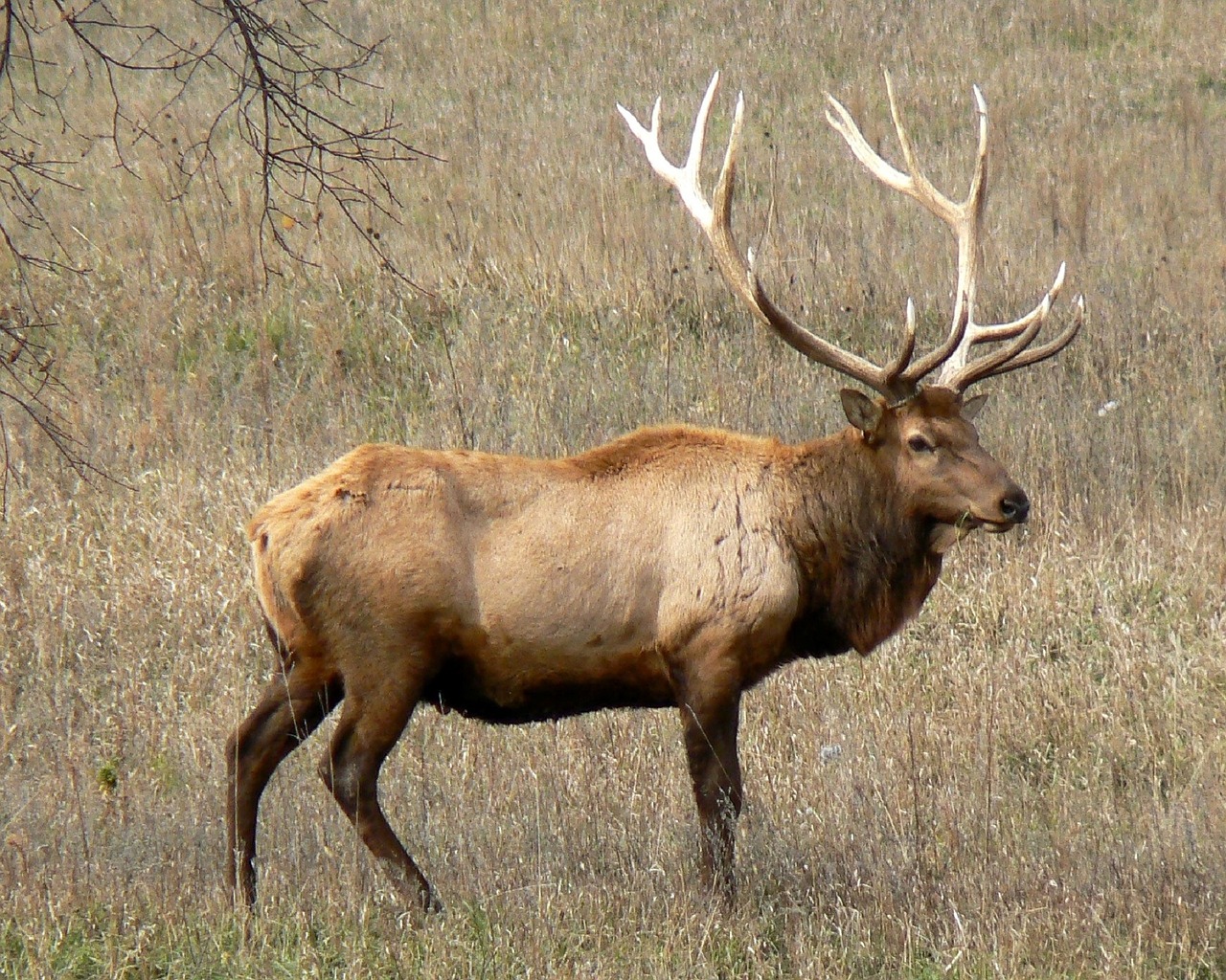 rocky mountain elk bull wildlife free photo