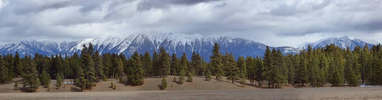 rocky mountain trench ponderosa pine panorama free photo
