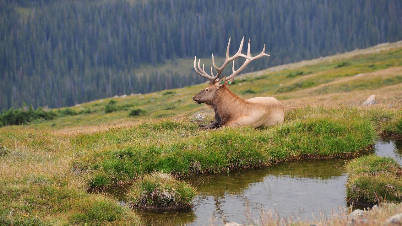 deer rocky mountains america free photo