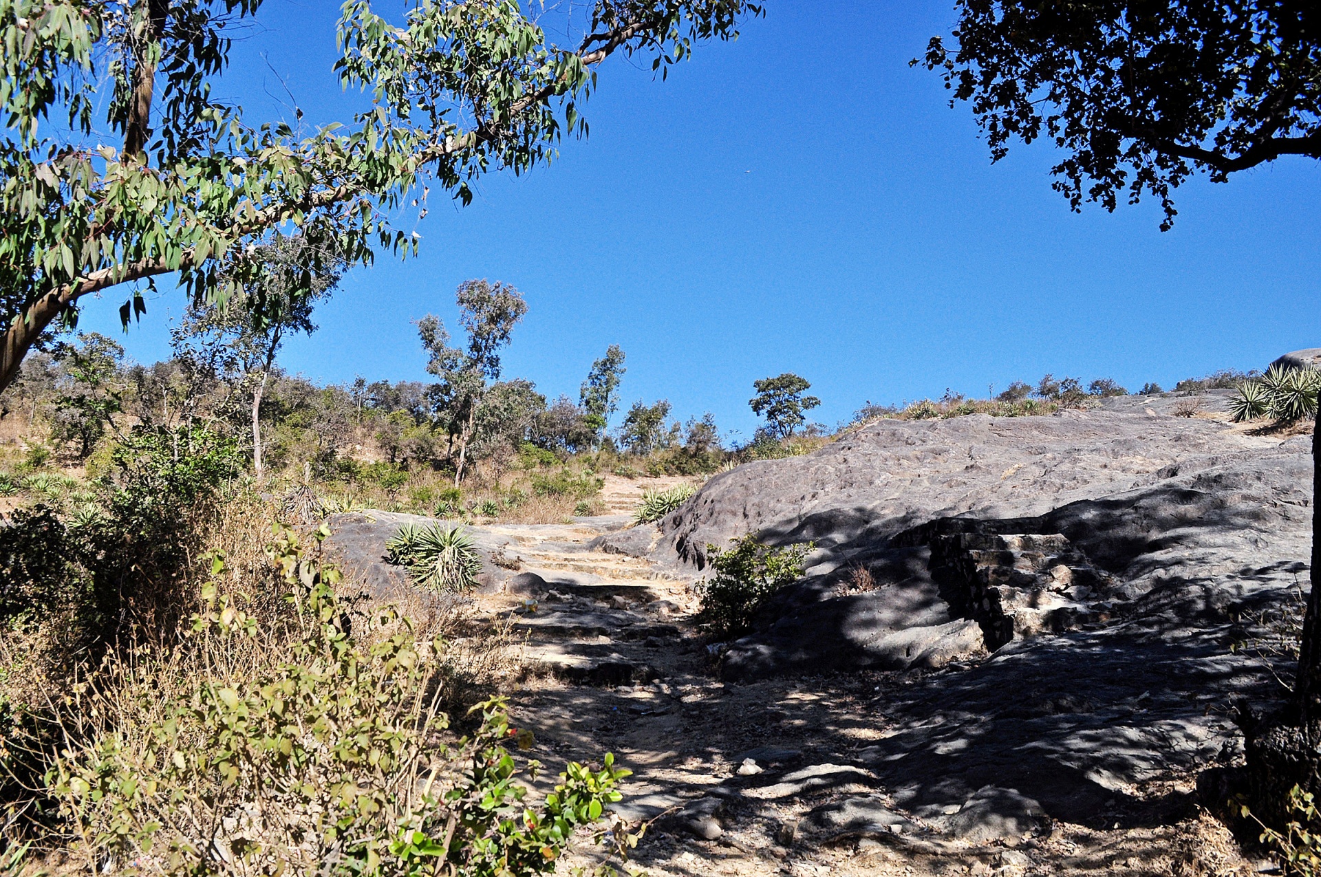 rock forest path free photo