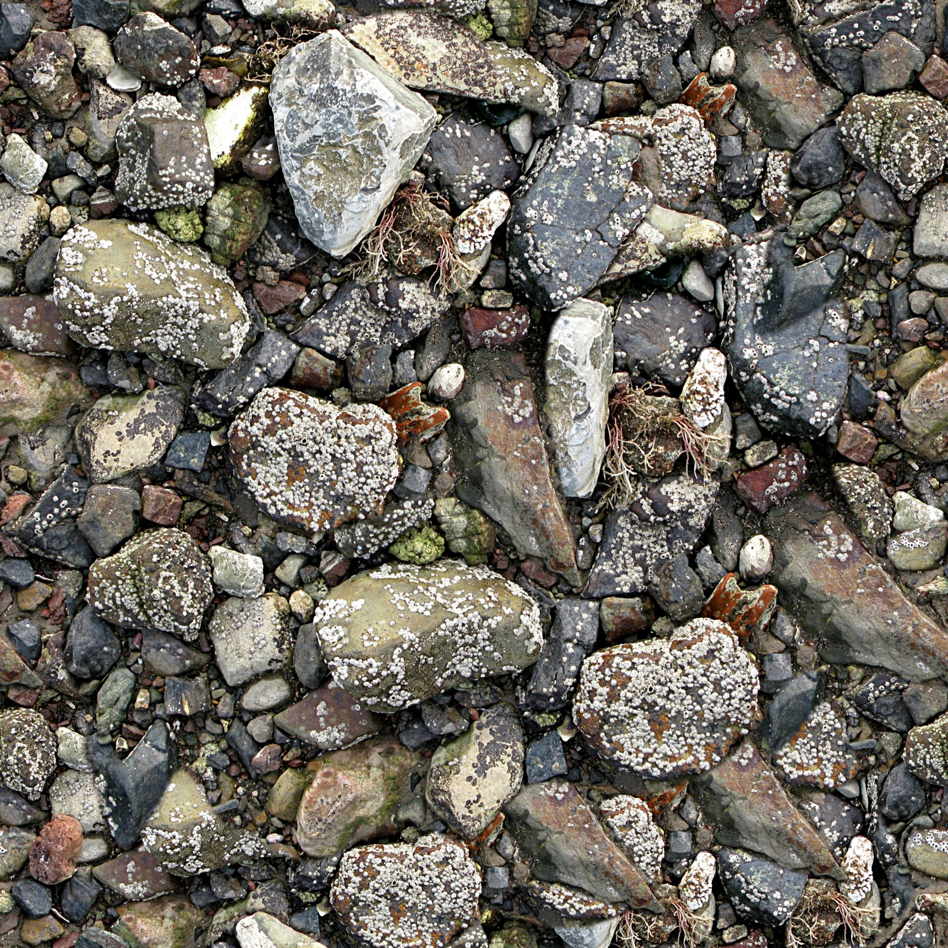 rocky seashore barnacles free photo
