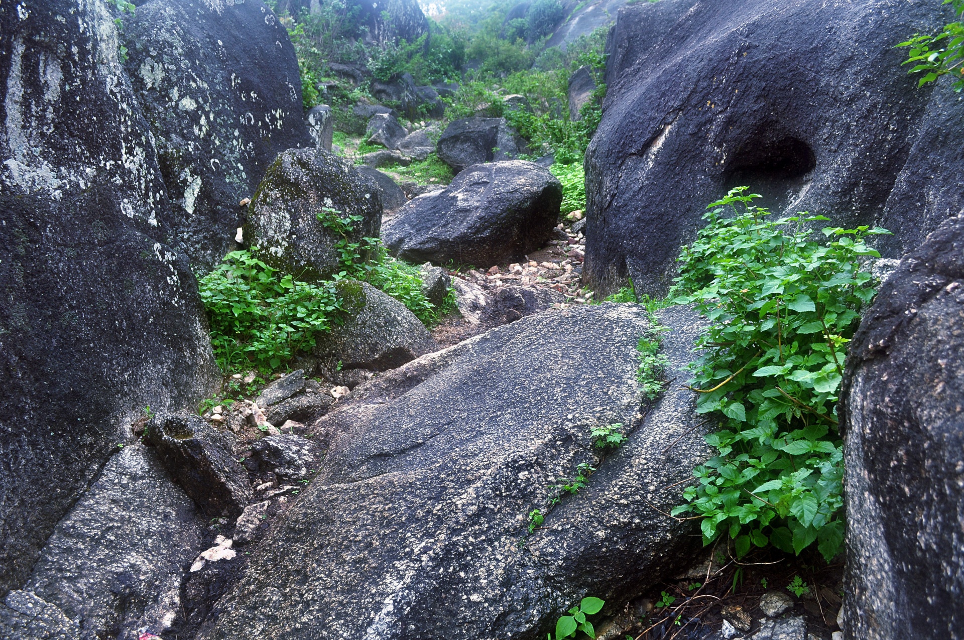 rock stone vegetation free photo