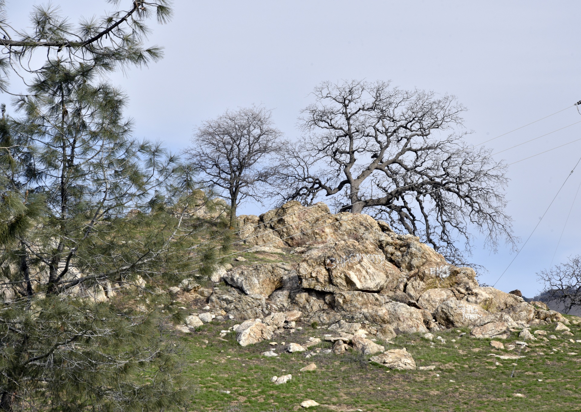 tree bare rocks free photo