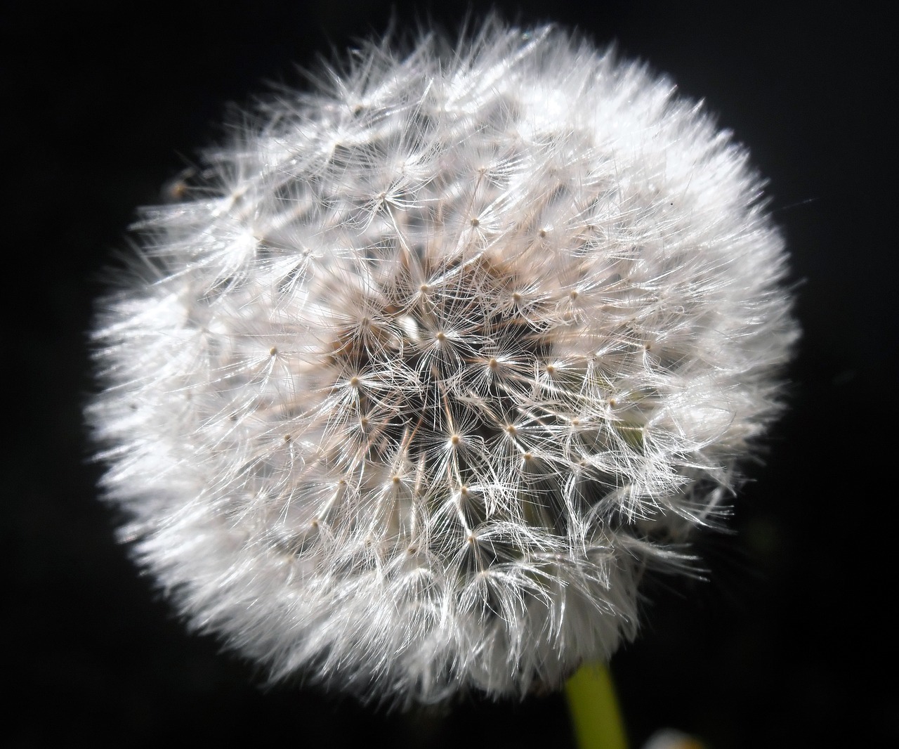 rod flower dandelion free photo