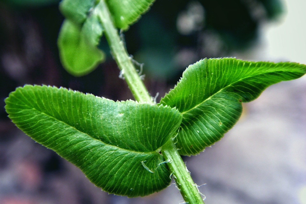 rod leaf green free photo