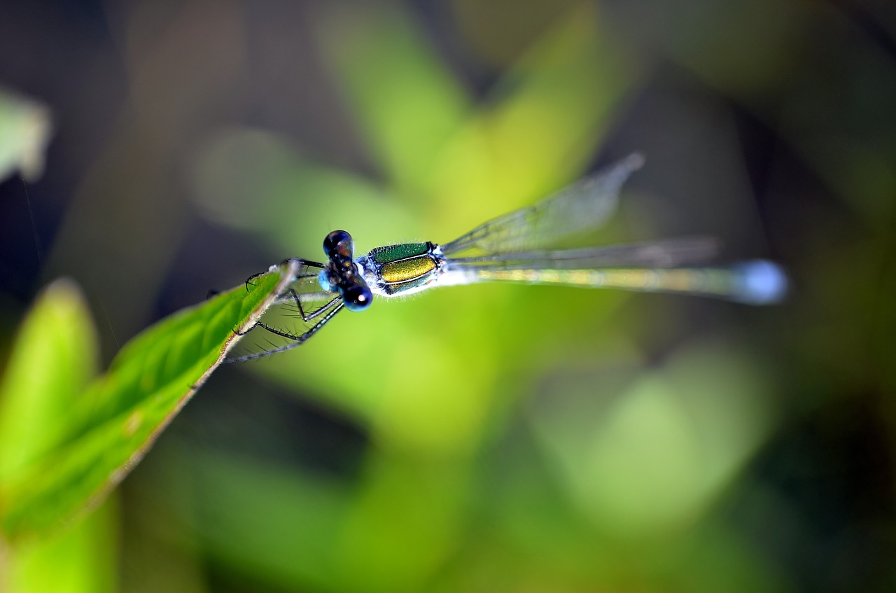 rod dragonfly dragonfly water free photo