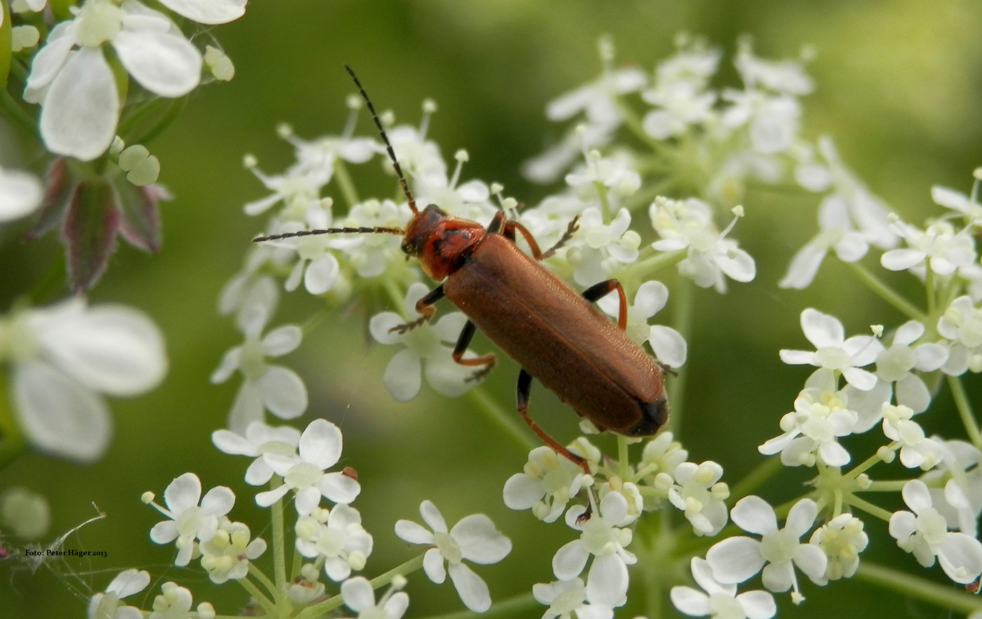 beetle bugs maroon beetle free photo