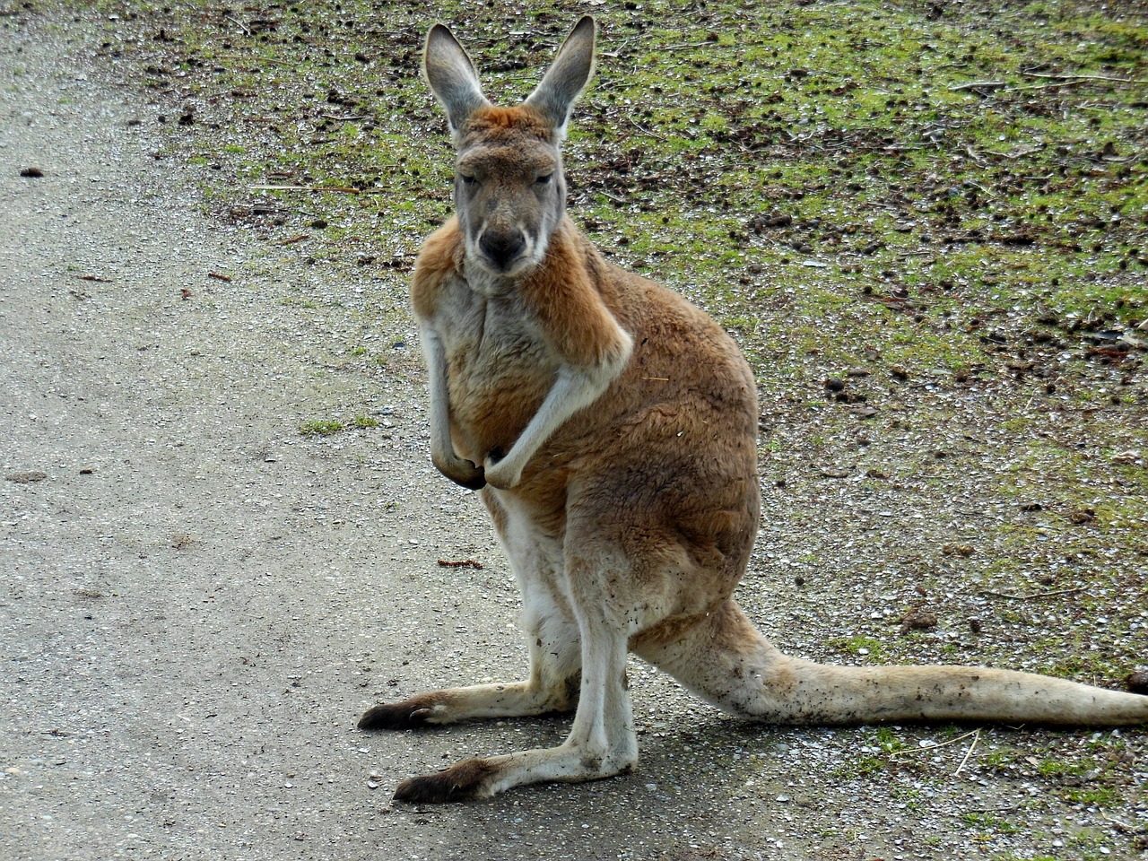 rode reuzenkangoeroe kangoeroe reuzenkangoeroe free photo