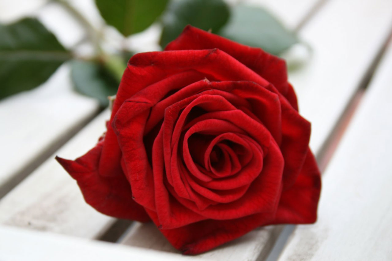 beautiful red rose free photo