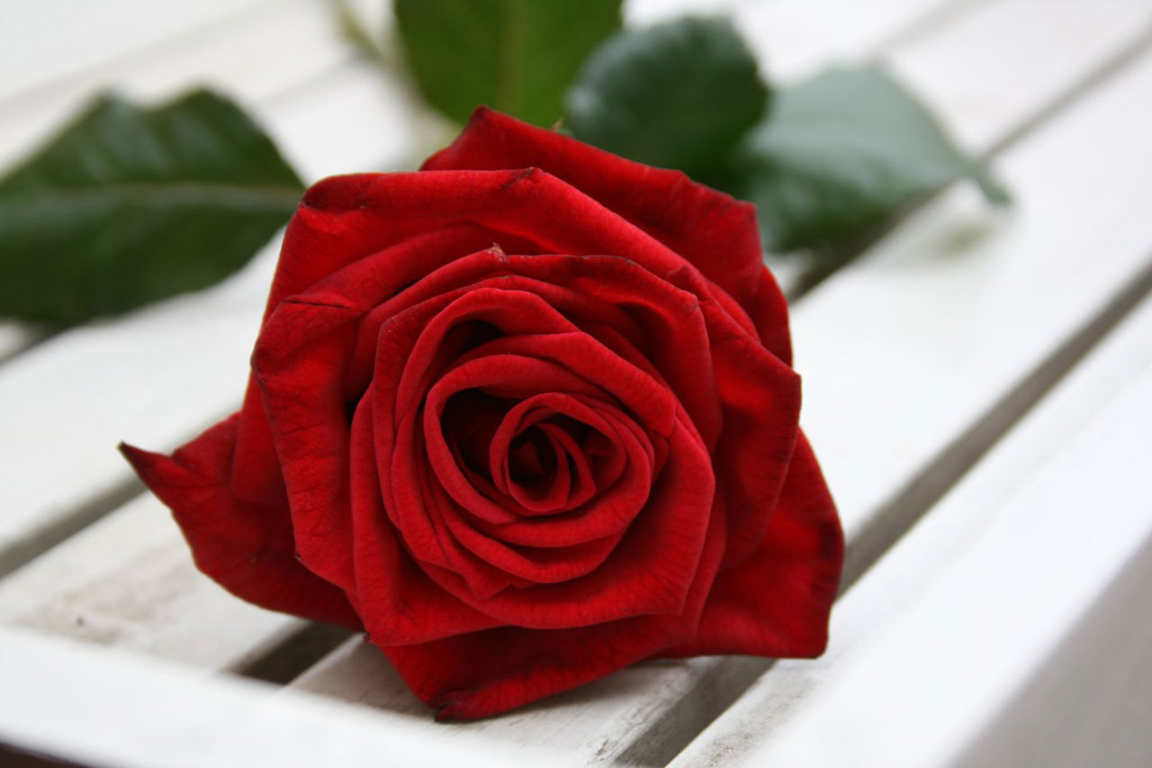 red rose flower free photo