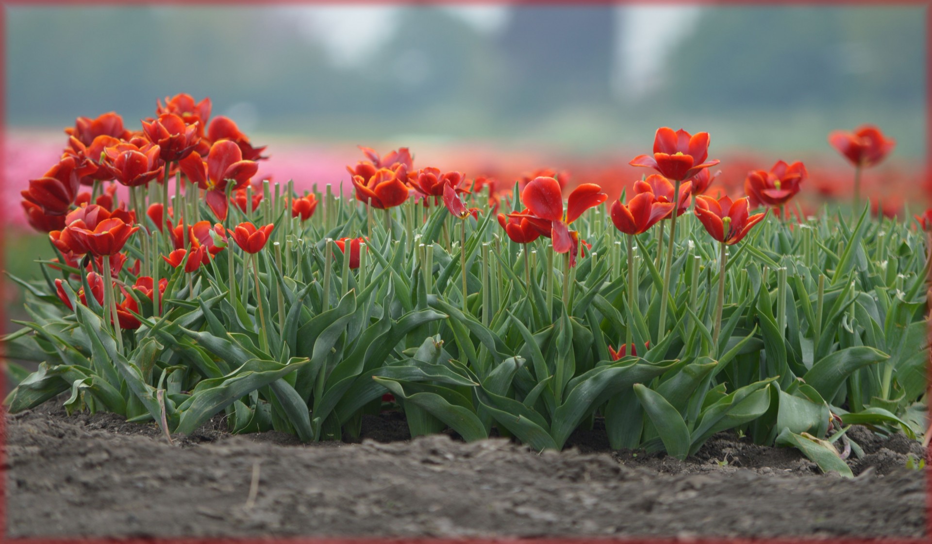 tulips holland yellow free photo