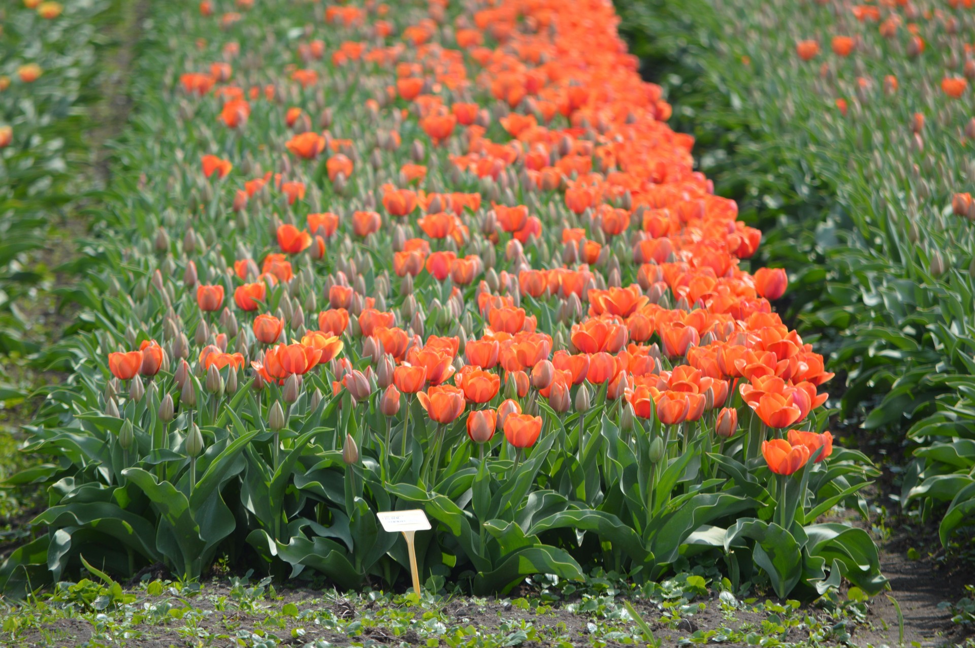 tulips holland culture free photo