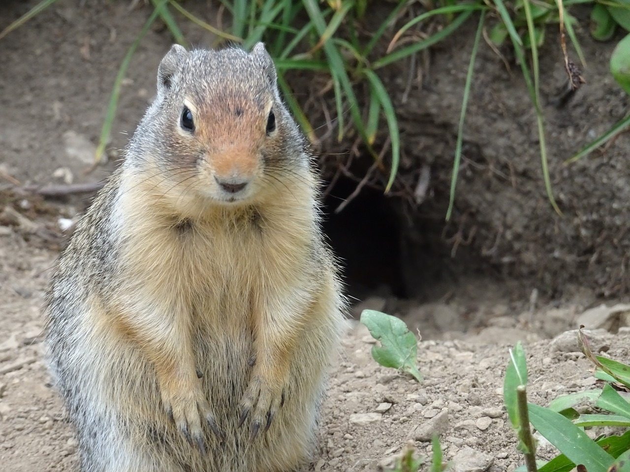 rodent glacier usa free photo