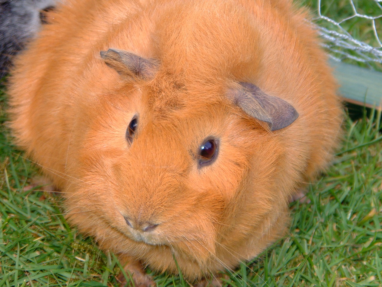 rodent animal guinea pig free photo