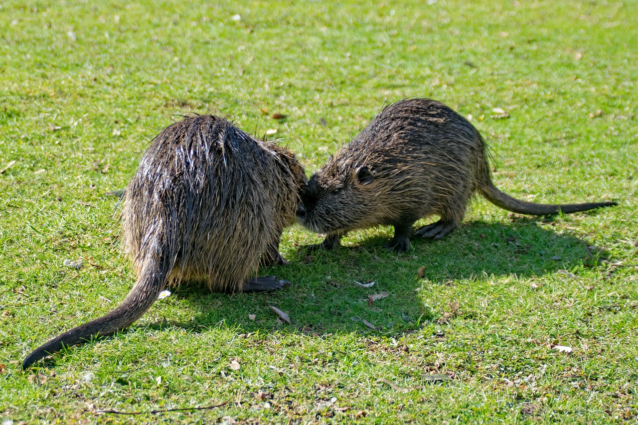 rodent ondatra zibethicus creature free photo