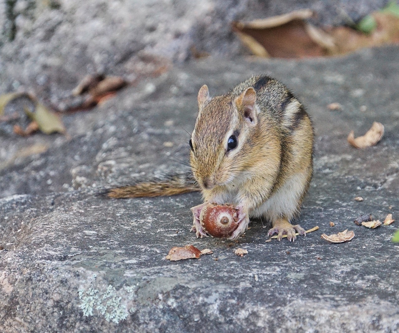 rodent nature wildlife free photo