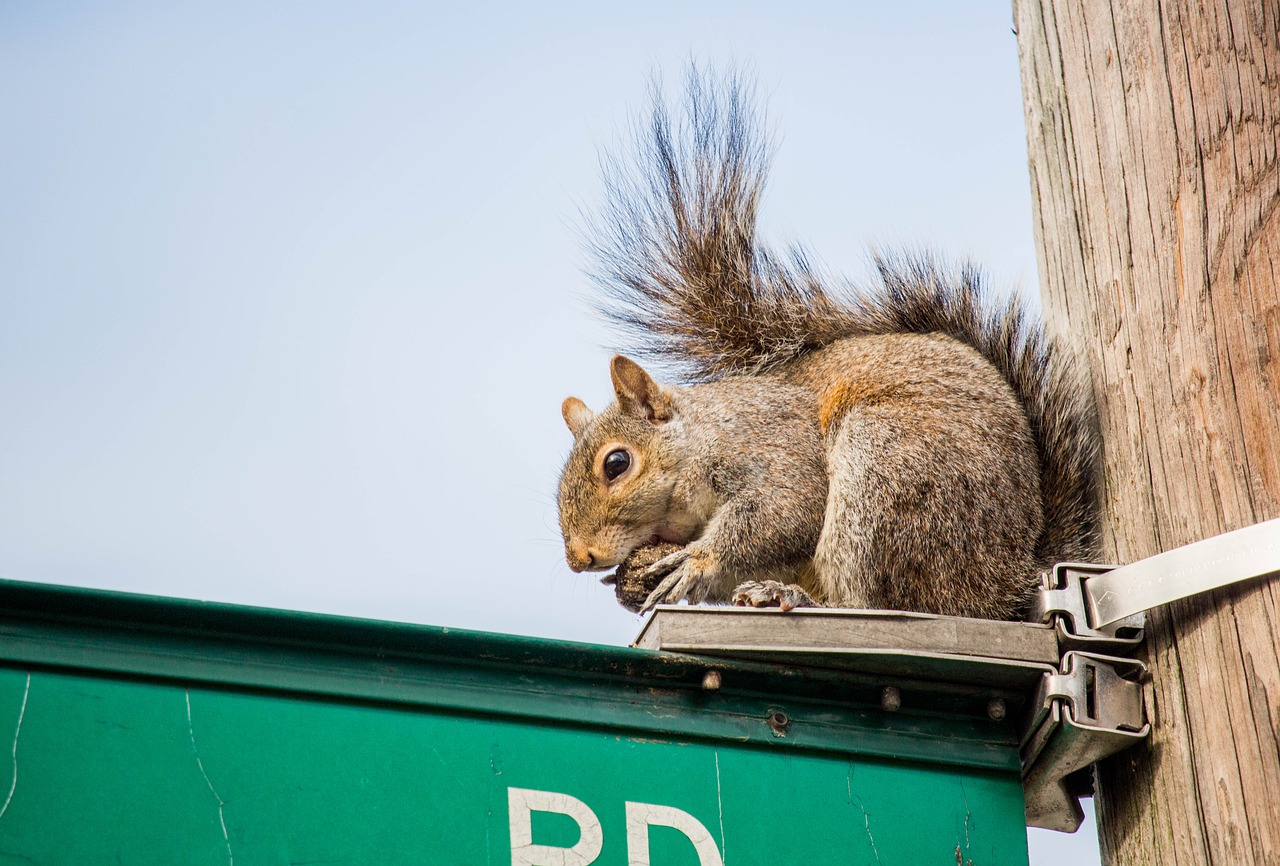 rodent animal mammal free photo