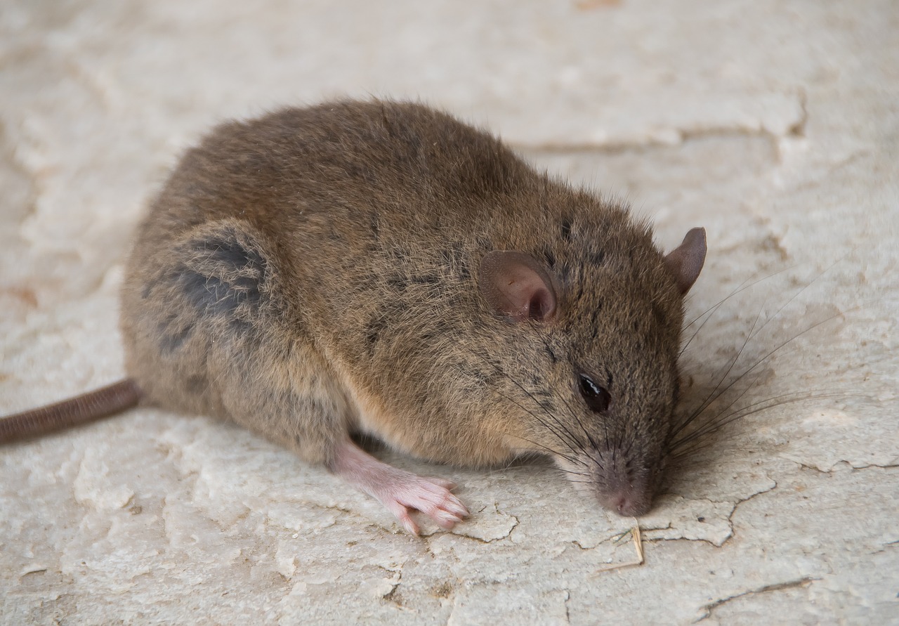 rodent  australian  grassland melomys free photo