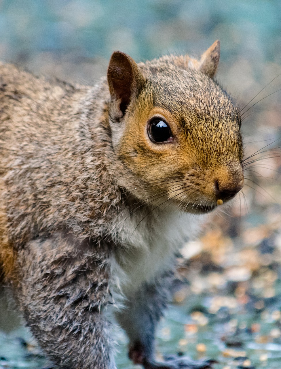 rodent  squirrel  mammal free photo