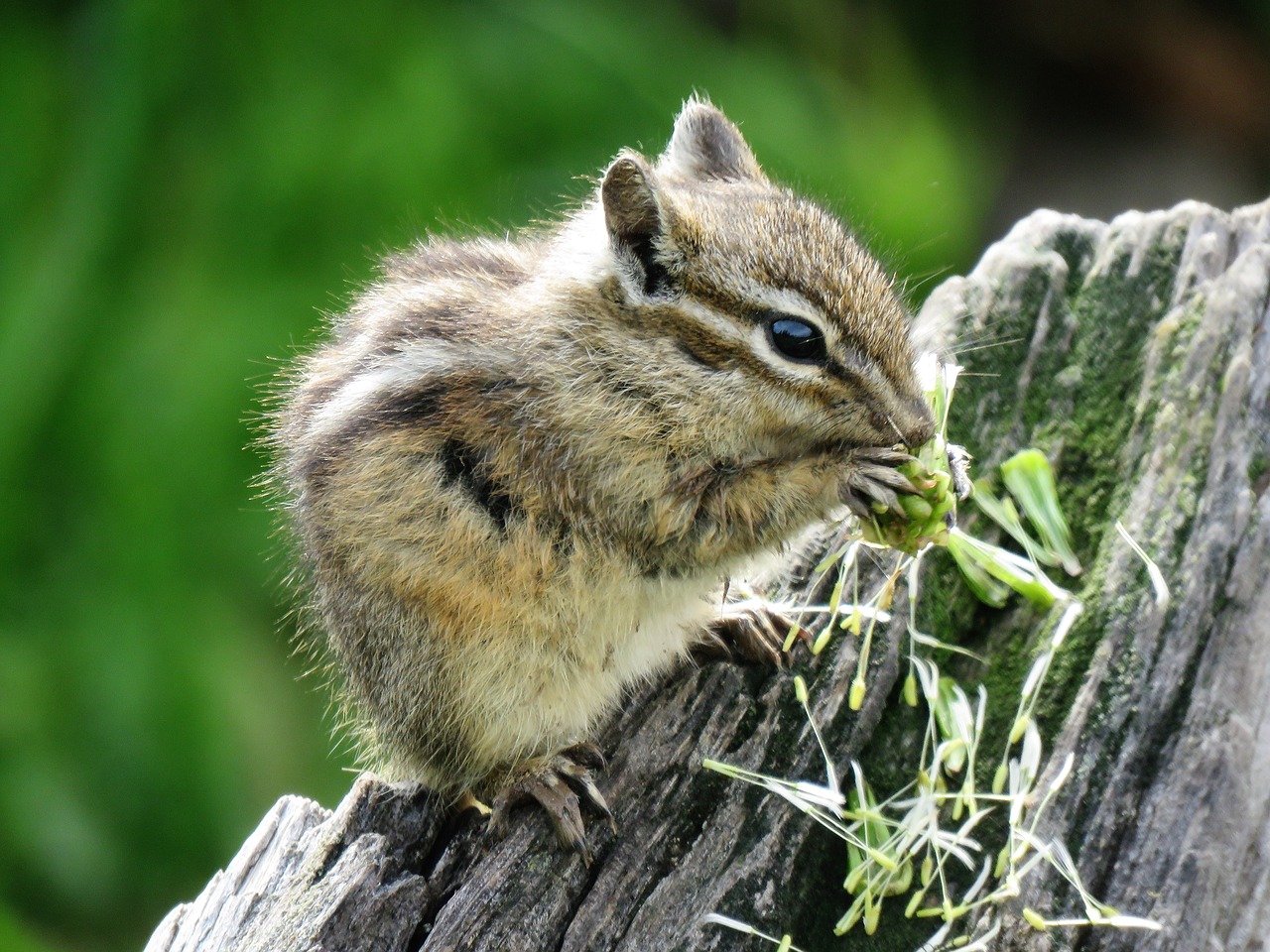 rodent  chipmunk  tiny free photo