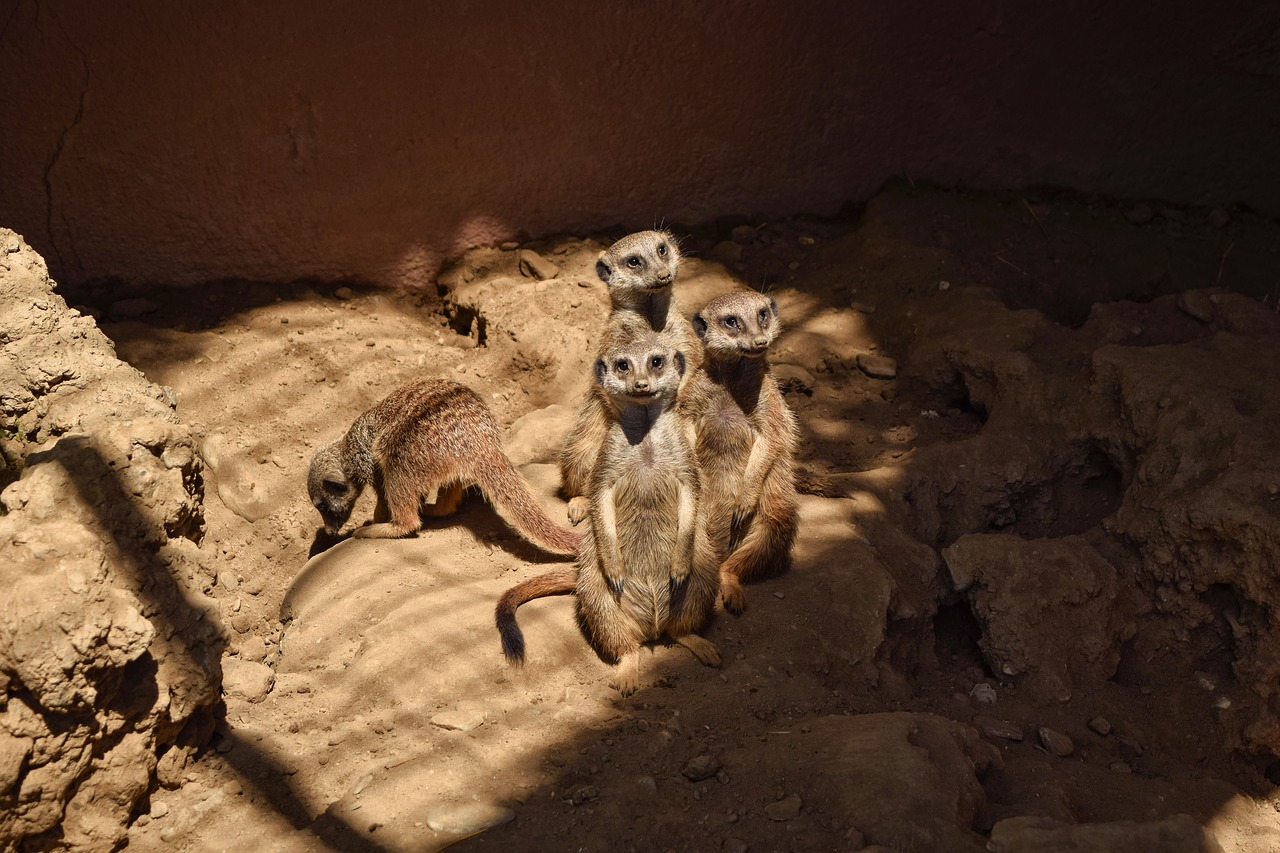 rodent  mammal  meerkat free photo