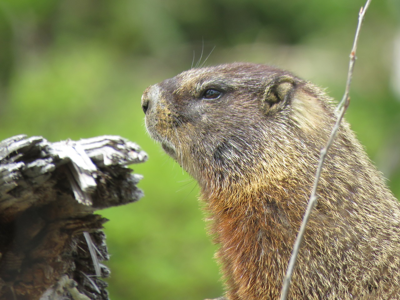 rodent  wildlife  hiking free photo