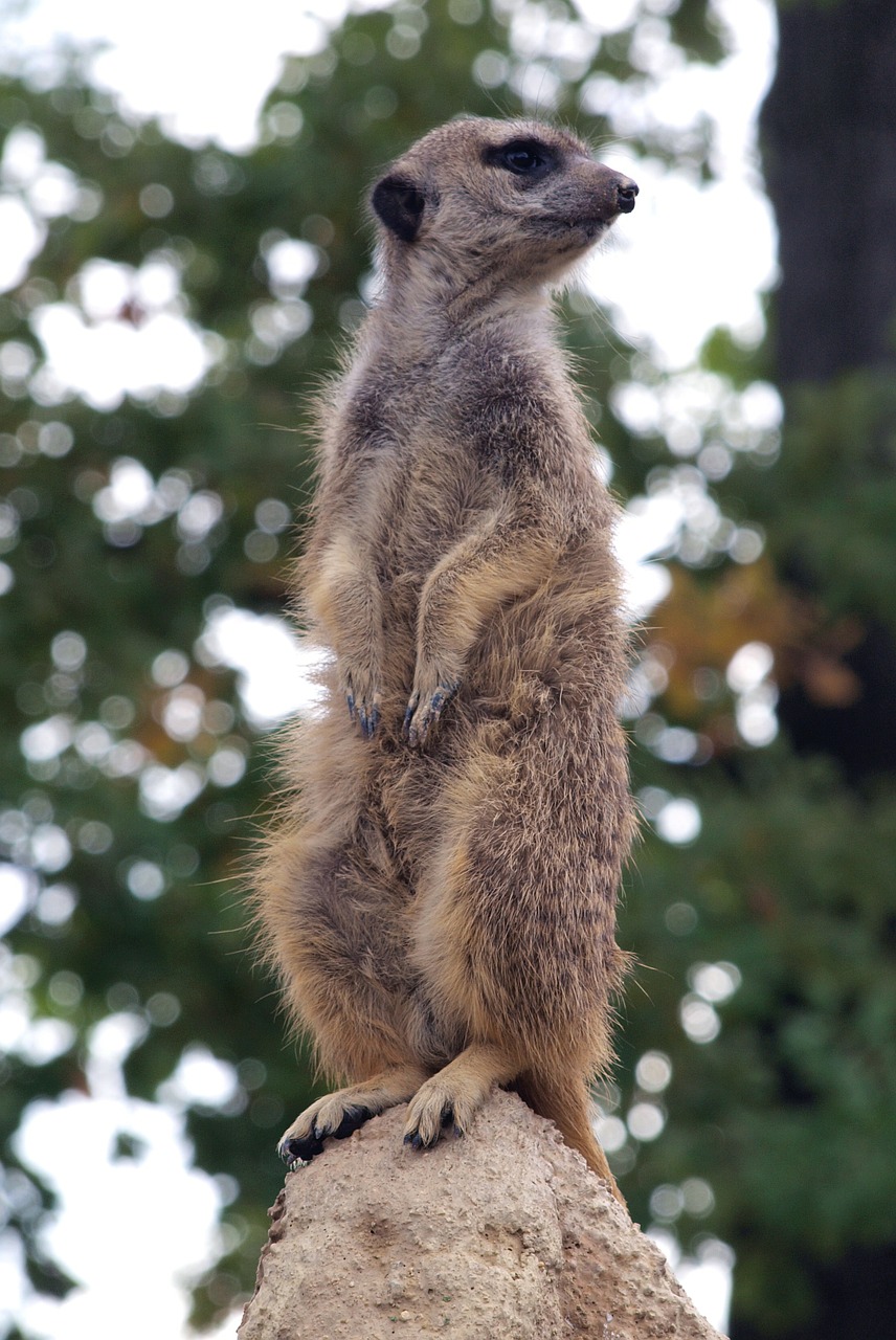 rodent animal wildlife free photo