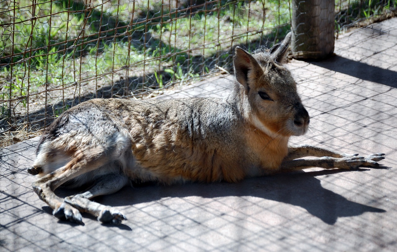 rodent zoo brown free photo