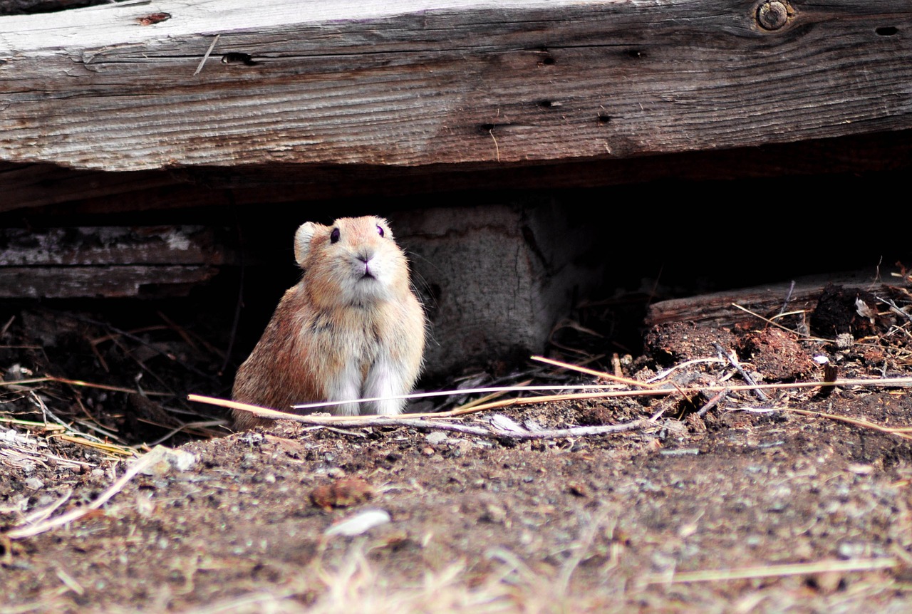 rodent field mouse animal free photo