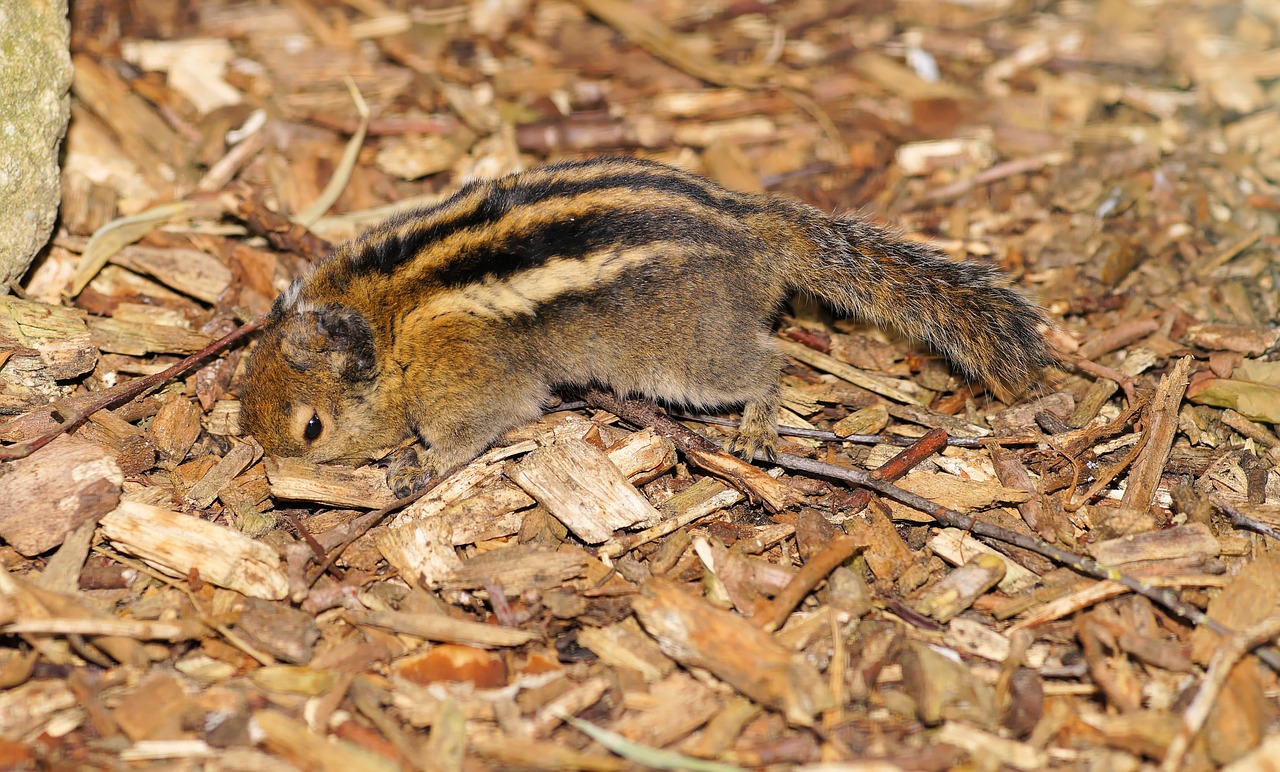 rodent croissant chipmunk free photo