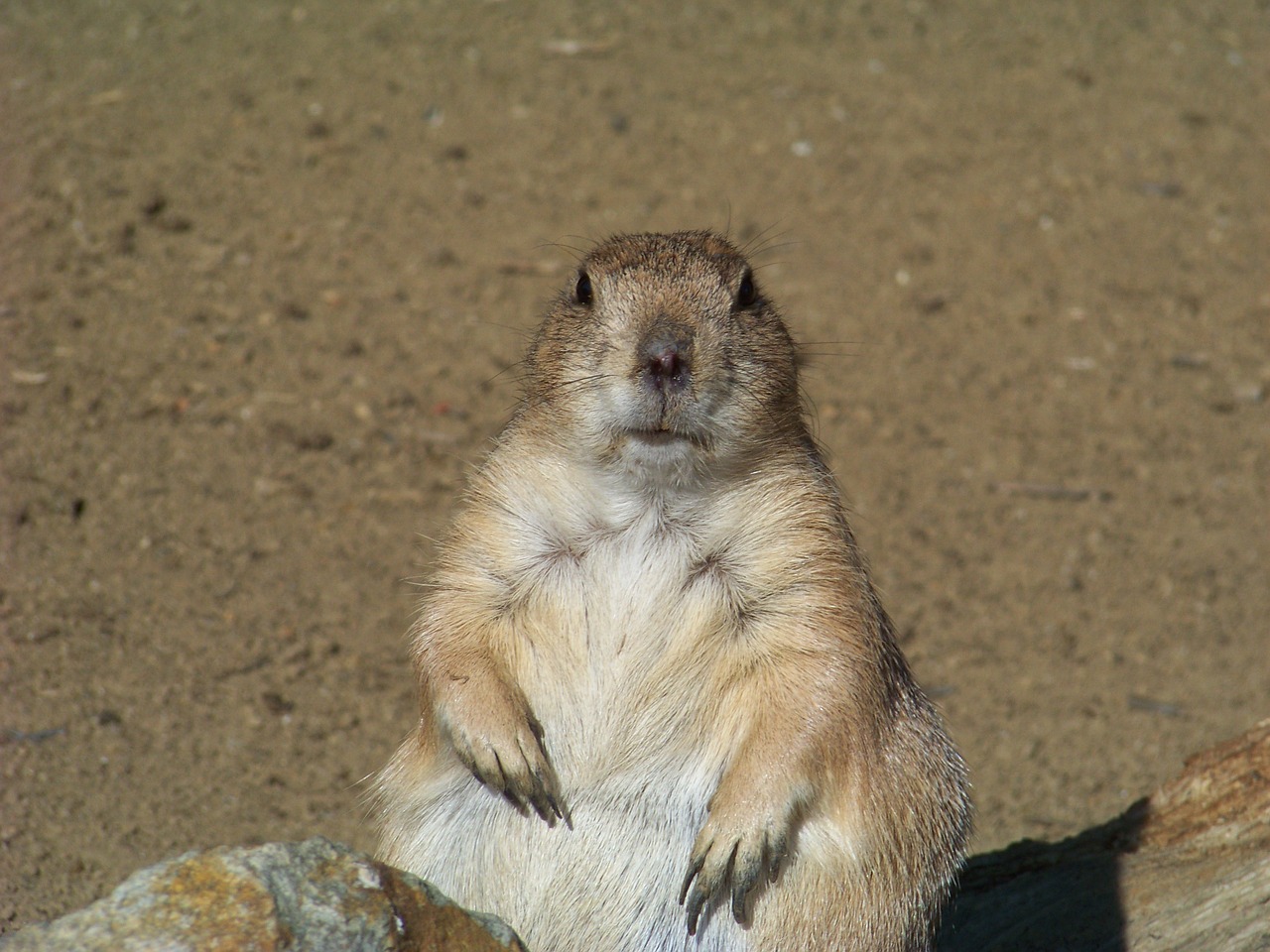 rodent marmot animals free photo
