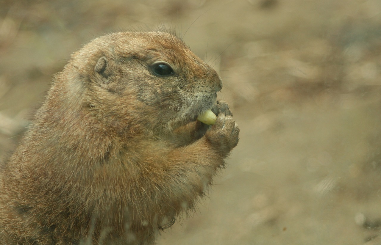 rodent munch eat free photo