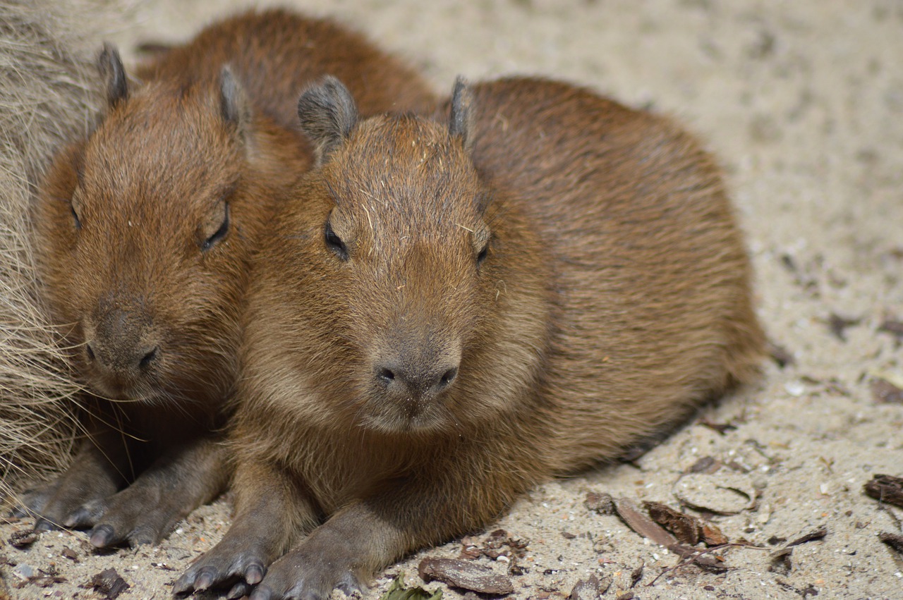 rodents  babies  capybara free photo