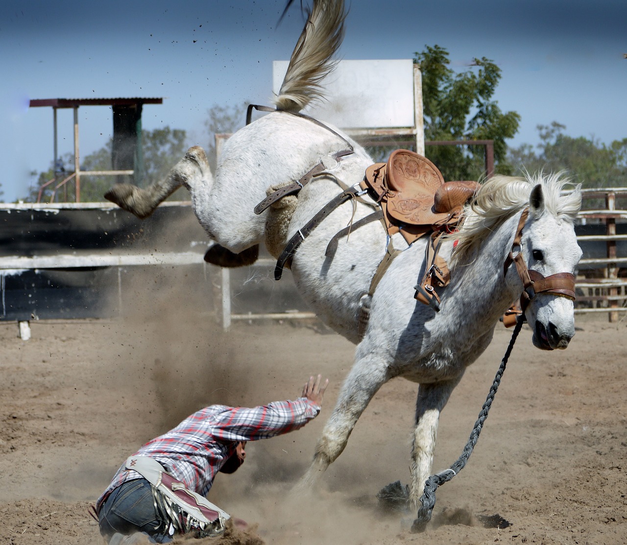 rodeo horse white horse free photo